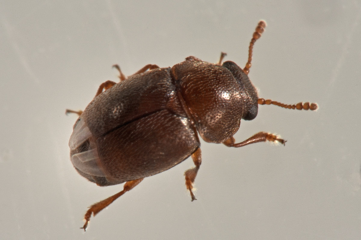 Kateretidae: Brachypterus sp?